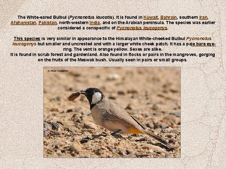 The White-eared Bulbul (Pycnonotus leucotis). It is found in Kuwait, Bahrain, southern Iran, Afghanistan,