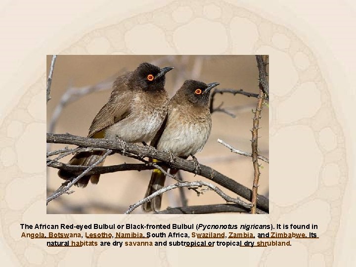 The African Red-eyed Bulbul or Black-fronted Bulbul (Pycnonotus nigricans). It is found in Angola,