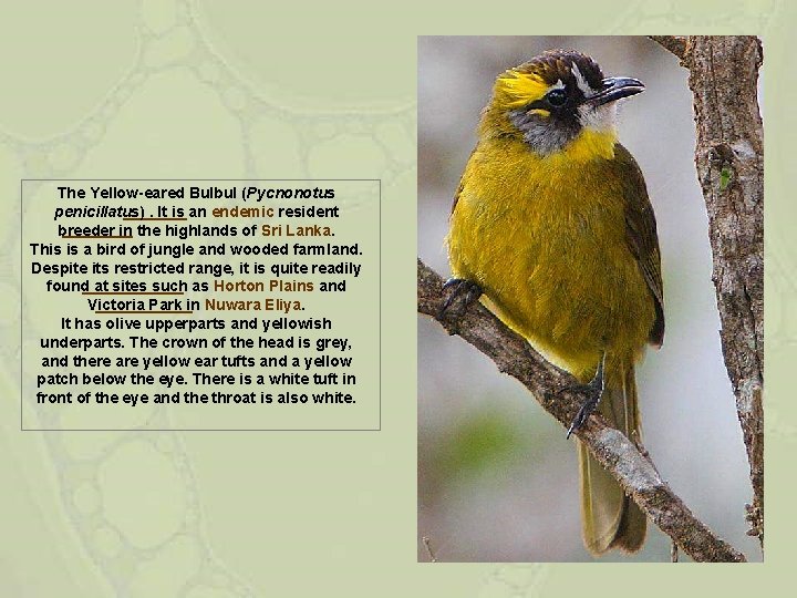 The Yellow-eared Bulbul (Pycnonotus penicillatus). It is an endemic resident breeder in the highlands