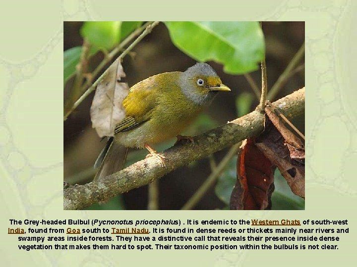The Grey-headed Bulbul (Pycnonotus priocephalus). It is endemic to the Western Ghats of south-west