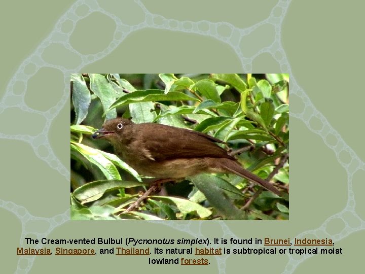 The Cream-vented Bulbul (Pycnonotus simplex). It is found in Brunei, Indonesia, Malaysia, Singapore, and