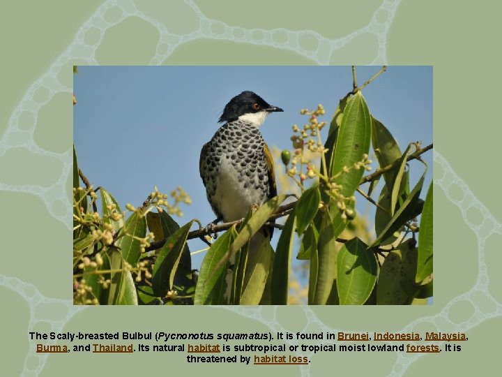 The Scaly-breasted Bulbul (Pycnonotus squamatus). It is found in Brunei, Indonesia, Malaysia, Burma, and