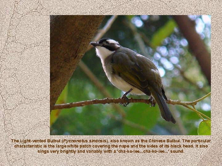 The Light-vented Bulbul (Pycnonotus sinensis), also known as the Chinese Bulbul. The particular characteristic