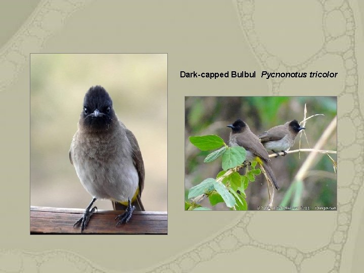Dark-capped Bulbul Pycnonotus tricolor 
