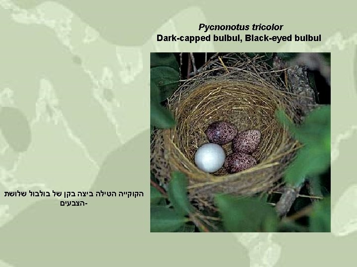 Pycnonotus tricolor Dark-capped bulbul, Black-eyed bulbul שלושת בולבול של בקן ביצה הטילה הקוקייה הצבעים