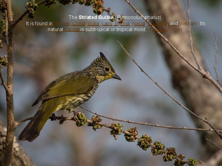 The Striated Bulbul (Pycnonotus striatus). It is found in Bhutan, China, India, Laos, Burma,