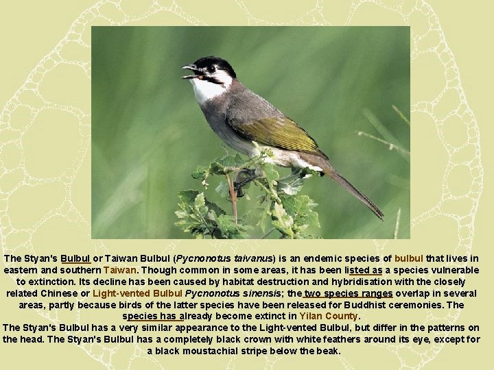 The Styan's Bulbul or Taiwan Bulbul (Pycnonotus taivanus) is an endemic species of bulbul