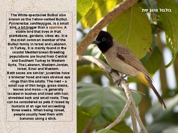  שת צהוב בולבול The White-spectacled Bulbul also known as the Yellow-vented Bulbul. Pycnonotus