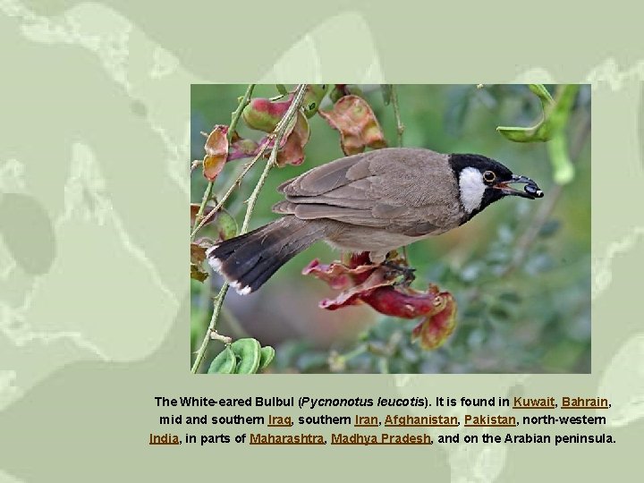 The White-eared Bulbul (Pycnonotus leucotis). It is found in Kuwait, Bahrain, mid and southern