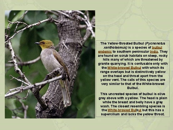 The Yellow-throated Bulbul (Pycnonotus xantholaemus) is a species of bulbul endemic to southern peninsular