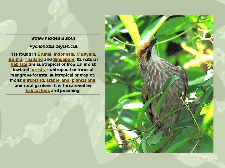 Straw-headed Bulbul Pycnonotus zeylanicus It is found in Brunei, Indonesia, Malaysia, Burma, Thailand Singapore.