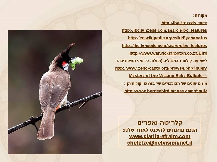  : מקורות http: //ibc. lynxeds. com/search/ibc_features http: //en. wikipedia. org/wiki/Pycnonotus http: //ibc. lynxeds.