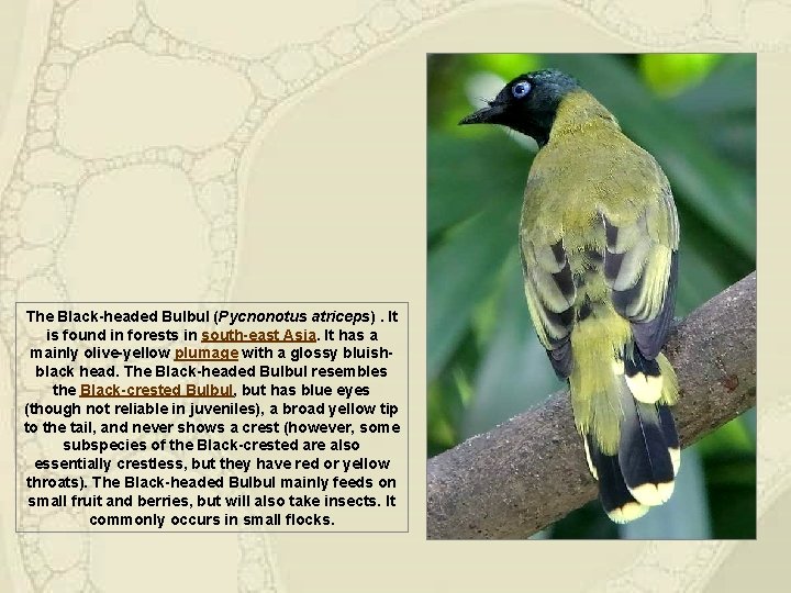 The Black-headed Bulbul (Pycnonotus atriceps). It is found in forests in south-east Asia. It