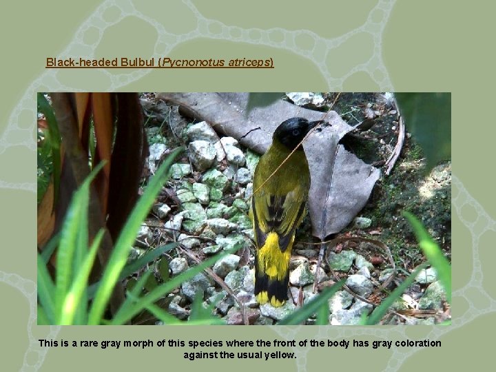 Black-headed Bulbul (Pycnonotus atriceps) This is a rare gray morph of this species where