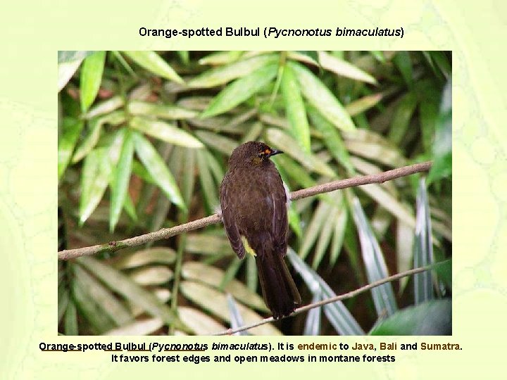 Orange-spotted Bulbul (Pycnonotus bimaculatus). It is endemic to Java, Bali and Sumatra. It favors