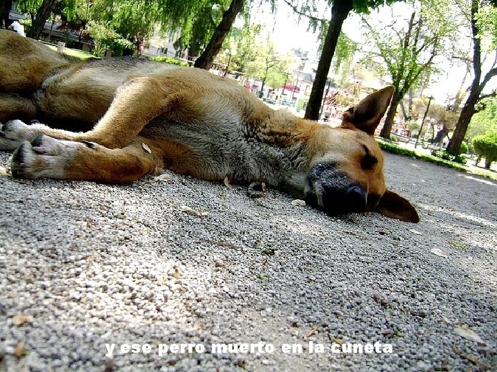 y ese perro muerto en la cuneta 