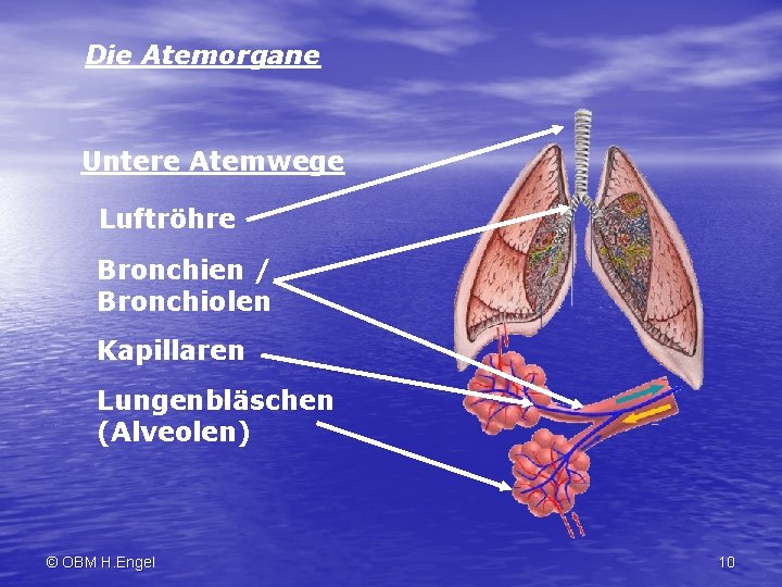 Die Atemorgane Untere Atemwege Luftröhre Bronchien / Bronchiolen Kapillaren Lungenbläschen (Alveolen) © OBM H.