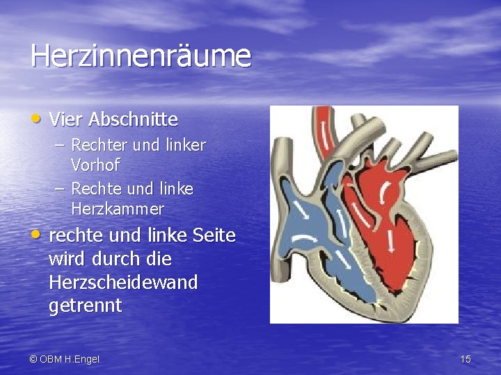 Herzinnenräume • Vier Abschnitte – Rechter und linker Vorhof – Rechte und linke Herzkammer