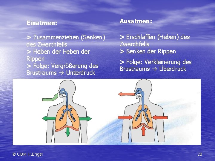 Einatmen: Ausatmen: > Zusammenziehen (Senken) des Zwerchfells > Heben der Rippen > Folge: Vergrößerung