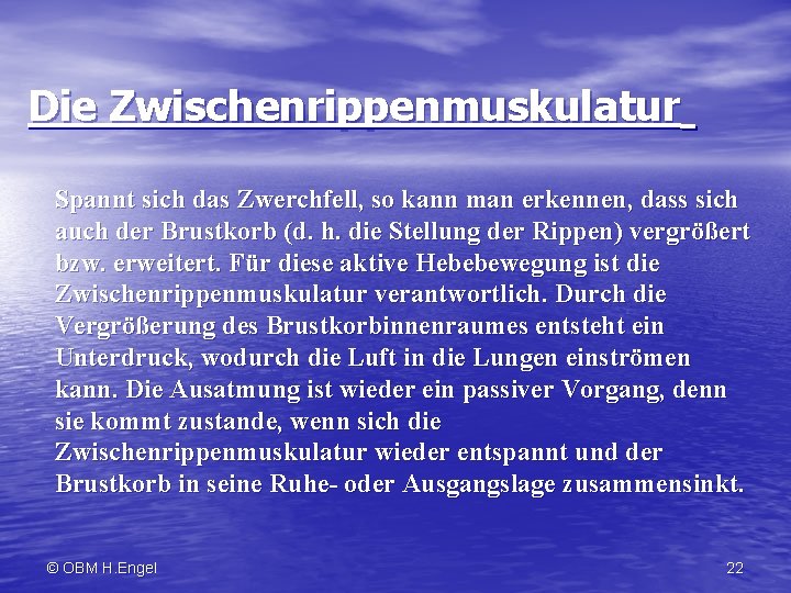 Die Zwischenrippenmuskulatur Spannt sich das Zwerchfell, so kann man erkennen, dass sich auch der