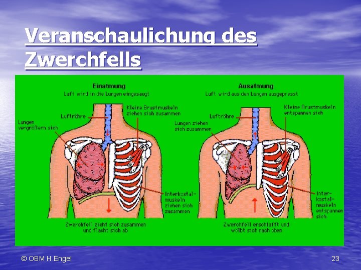 Veranschaulichung des Zwerchfells © OBM H. Engel 23 