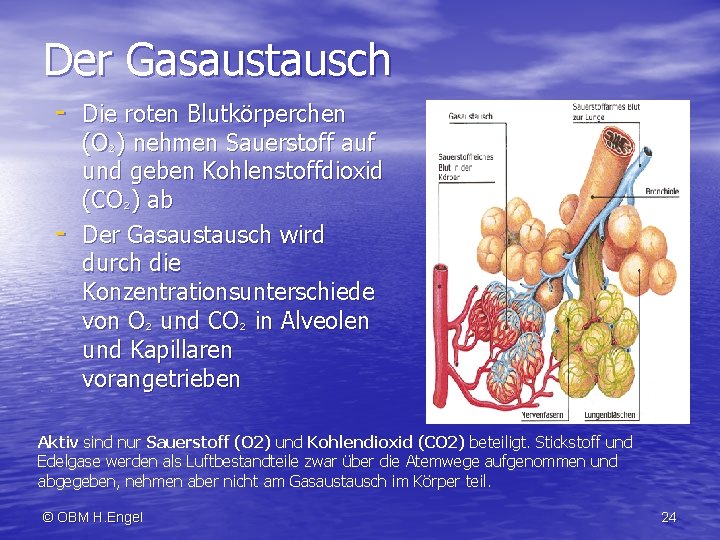 Der Gasaustausch - Die roten Blutkörperchen - (O²) nehmen Sauerstoff auf und geben Kohlenstoffdioxid