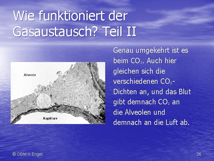 Wie funktioniert der Gasaustausch? Teil II Genau umgekehrt ist es beim CO². Auch hier