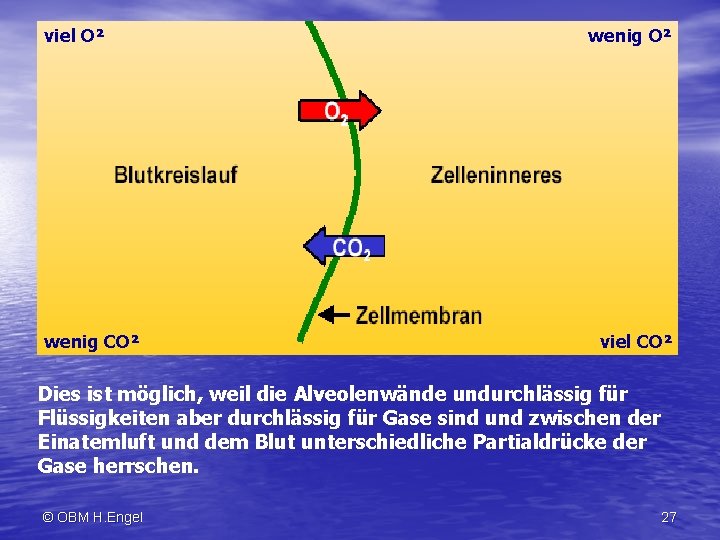 viel O² wenig CO² wenig O² viel CO² Dies ist möglich, weil die Alveolenwände