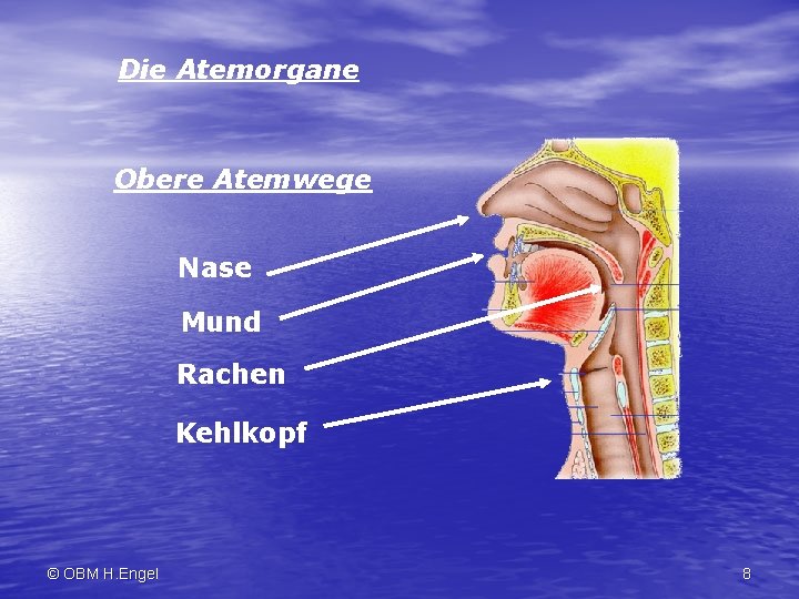 Die Atemorgane Obere Atemwege Nase Mund Rachen Kehlkopf © OBM H. Engel 8 