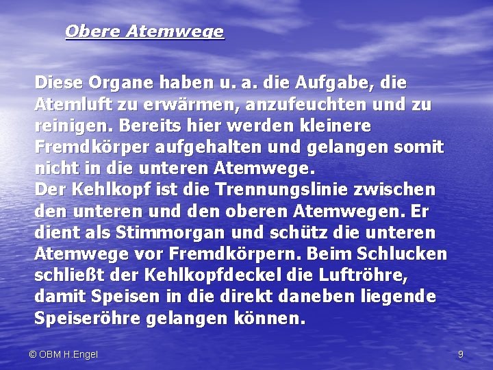 Obere Atemwege Diese Organe haben u. a. die Aufgabe, die Atemluft zu erwärmen, anzufeuchten