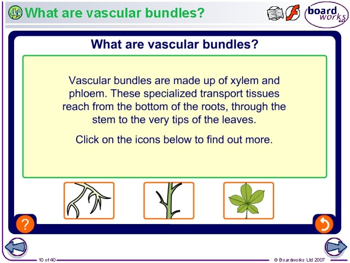 What are vascular bundles? 10 of 40 © Boardworks Ltd 2007 