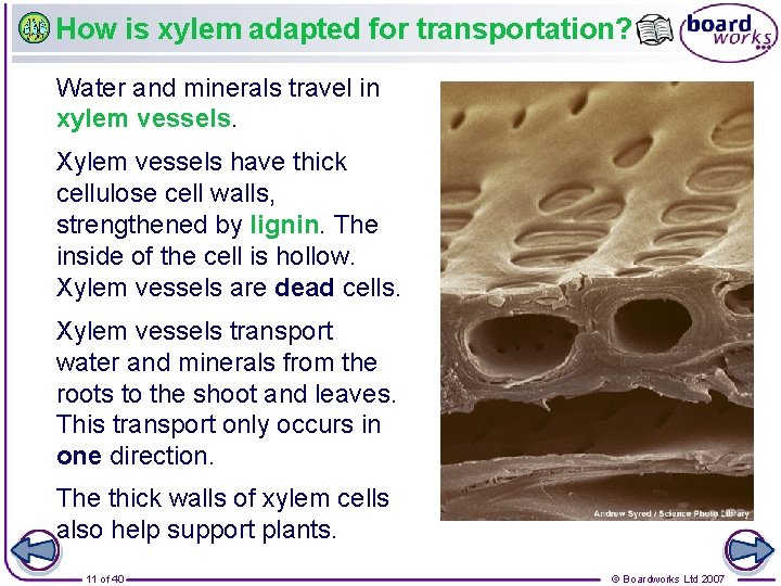 How is xylem adapted for transportation? Water and minerals travel in xylem vessels. Xylem