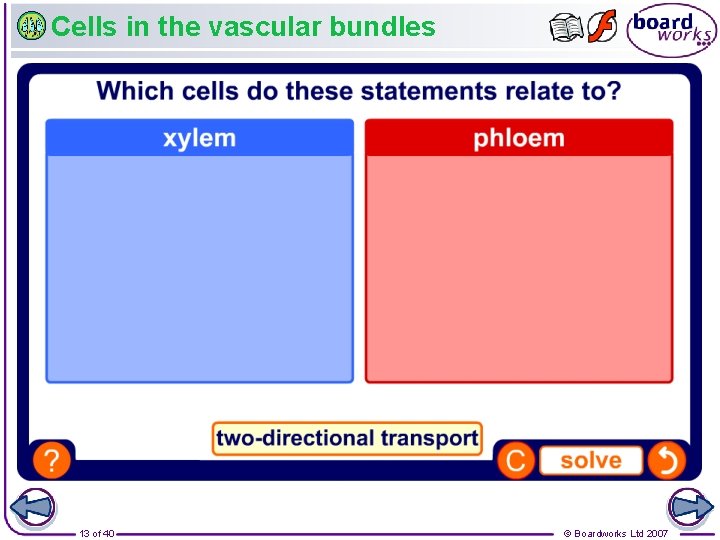 Cells in the vascular bundles 13 of 40 © Boardworks Ltd 2007 