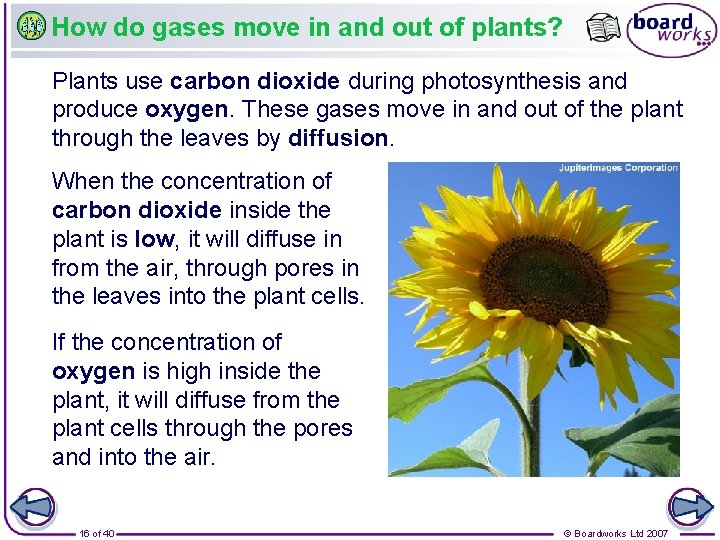 How do gases move in and out of plants? Plants use carbon dioxide during