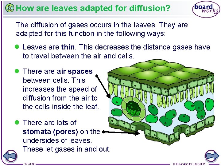 How are leaves adapted for diffusion? The diffusion of gases occurs in the leaves.