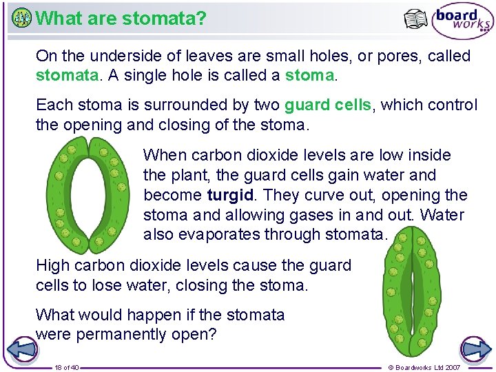 What are stomata? On the underside of leaves are small holes, or pores, called