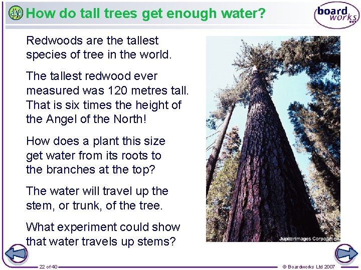 How do tall trees get enough water? Redwoods are the tallest species of tree