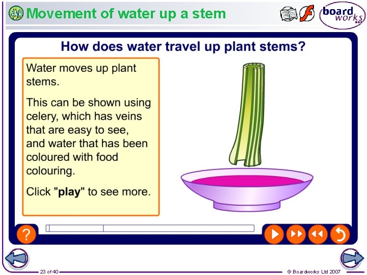 Movement of water up a stem 23 of 40 © Boardworks Ltd 2007 