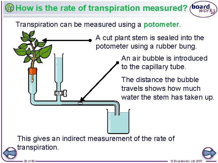 How is the rate of transpiration measured? Transpiration can be measured using a potometer.