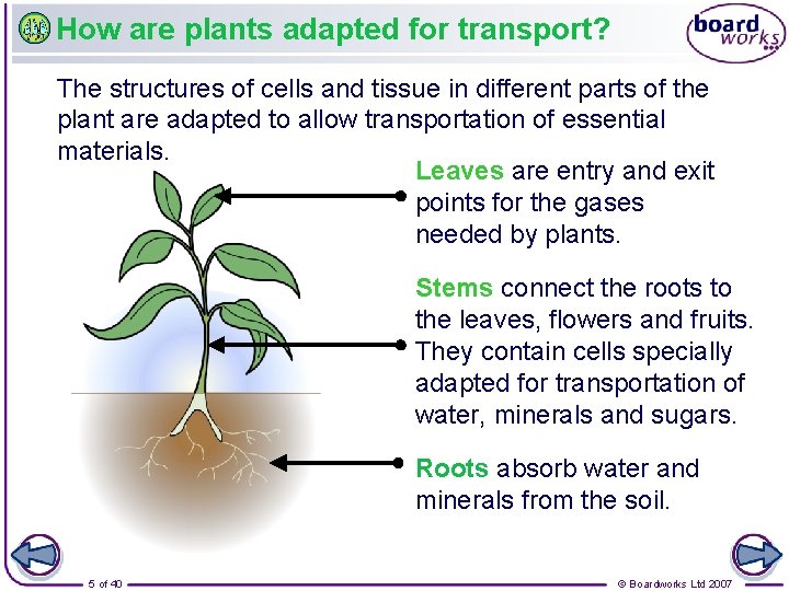 How are plants adapted for transport? The structures of cells and tissue in different
