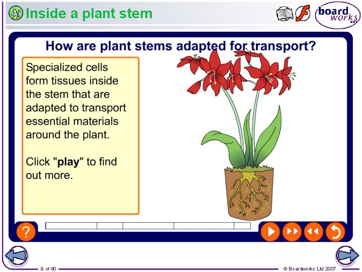 Inside a plant stem 9 of 40 © Boardworks Ltd 2007 