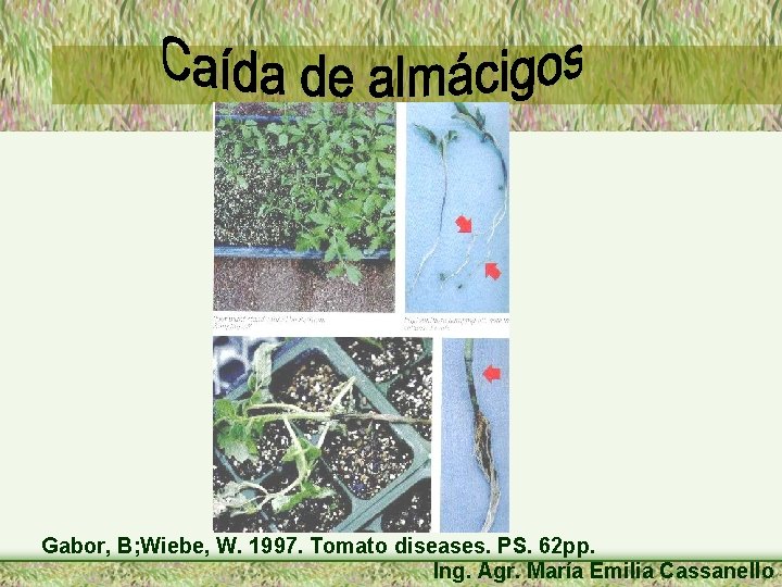 Gabor, B; Wiebe, W. 1997. Tomato diseases. PS. 62 pp. Ing. Agr. María Emilia