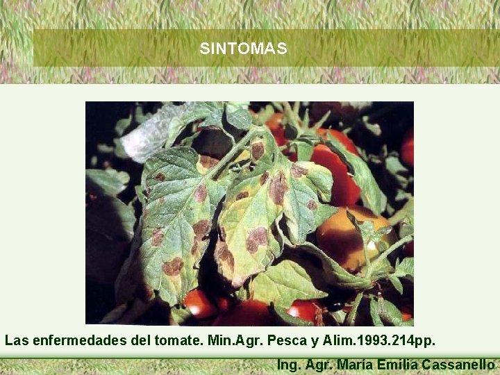 SINTOMAS Las enfermedades del tomate. Min. Agr. Pesca y Alim. 1993. 214 pp. Ing.