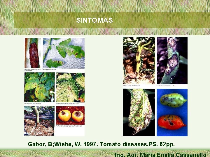 SINTOMAS Gabor, B; Wiebe, W. 1997. Tomato diseases. PS. 62 pp. Ing. Agr. María