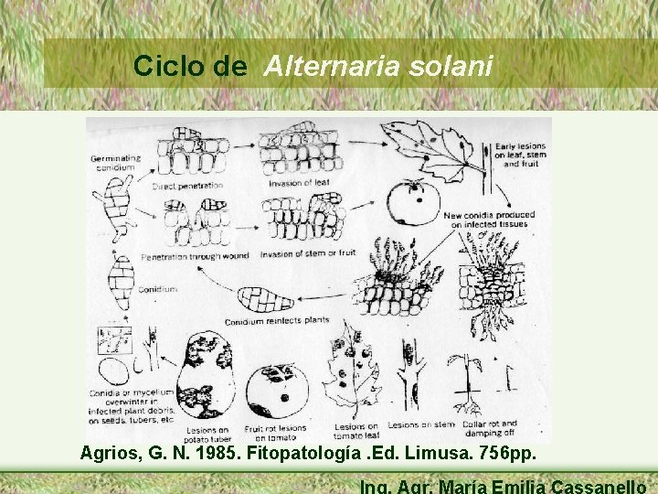 Ciclo de Alternaria solani Agrios, G. N. 1985. Fitopatología. Ed. Limusa. 756 pp. Ing.