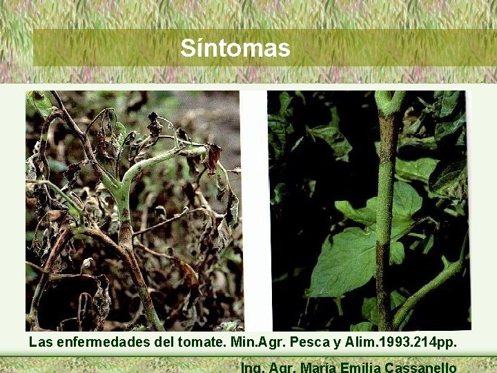 Síntomas Las enfermedades del tomate. Min. Agr. Pesca y Alim. 1993. 214 pp. Ing.