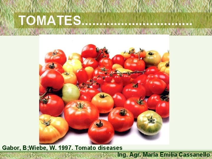TOMATES. . . . Gabor, B; Wiebe, W. 1997. Tomato diseases Ing. Agr. María