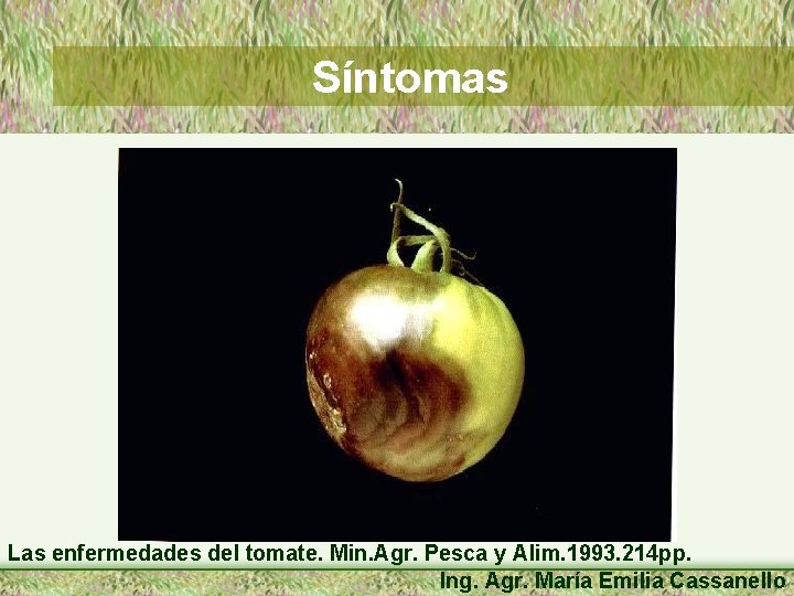 Síntomas Las enfermedades del tomate. Min. Agr. Pesca y Alim. 1993. 214 pp. Ing.