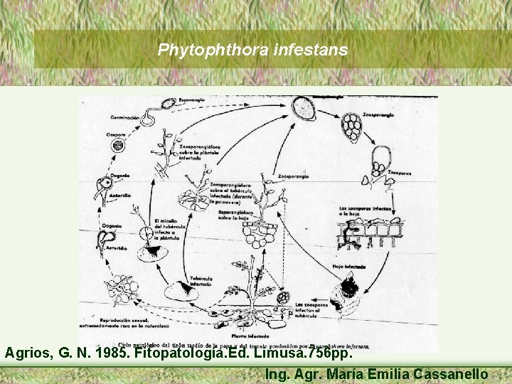 Phytophthora infestans Agrios, G. N. 1985. Fitopatología. Ed. Limusa. 756 pp. Ing. Agr. María