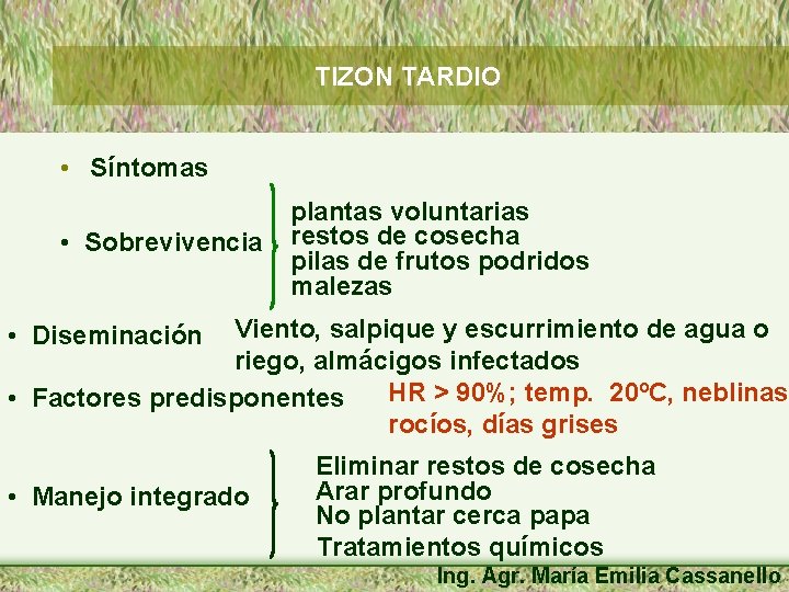 TIZON TARDIO • Síntomas • Sobrevivencia plantas voluntarias restos de cosecha pilas de frutos